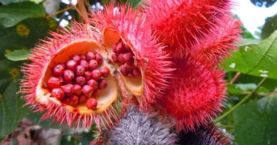 Achiote (Bixa orellana)