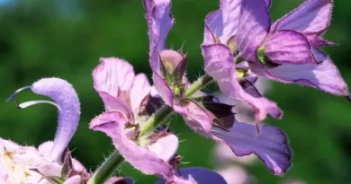 Amaro o Salvia clarea