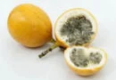 Granadilla