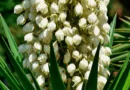 Izote (yucca)