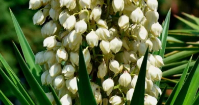 Izote (yucca)