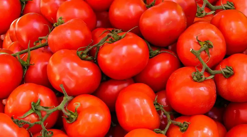 Tomate