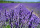 Lavanda