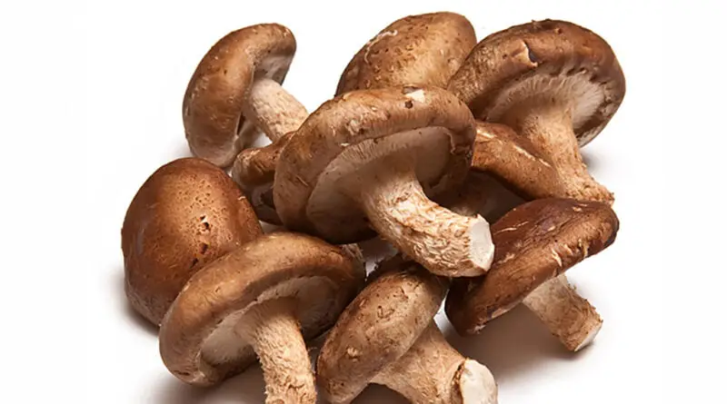 Shiitake