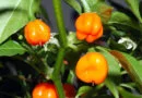 Chile habanero