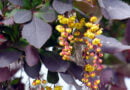 Berberis