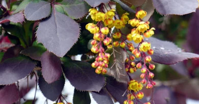 Berberis