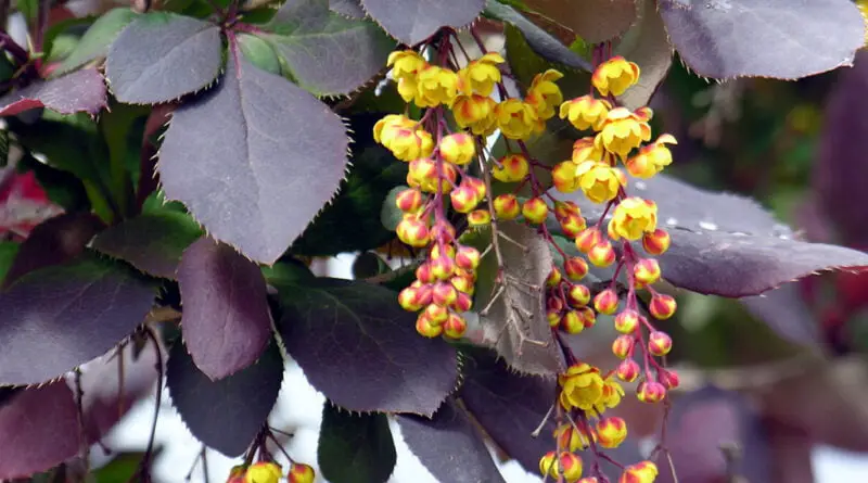 Berberis