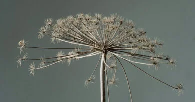 Golpar, hogweed persa