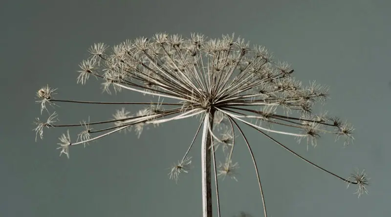 Golpar, hogweed persa