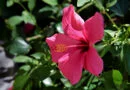 Hibisco Abelmoschus moschatus