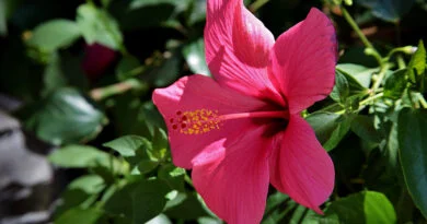 Hibisco Abelmoschus moschatus