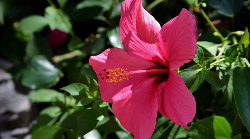 Hibisco Abelmoschus moschatus