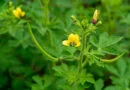 Jakhya (Cleome viscosa)