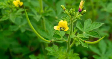 Jakhya (Cleome viscosa)