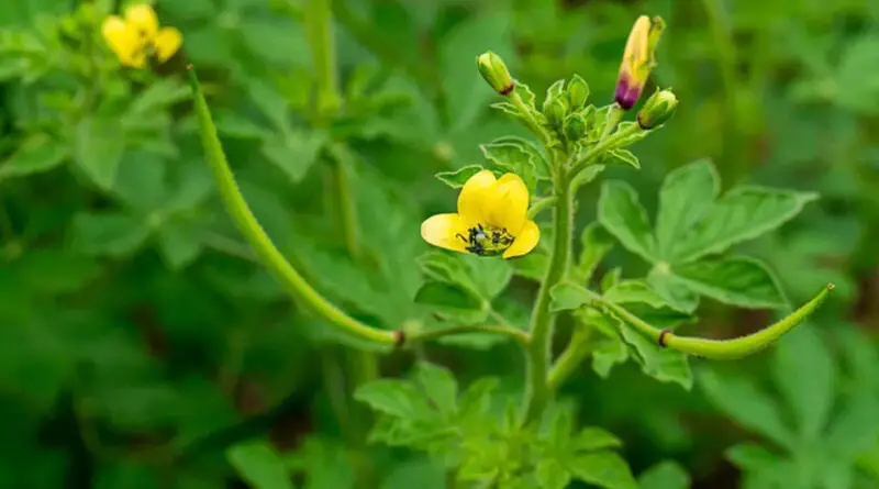 Jakhya (Cleome viscosa)