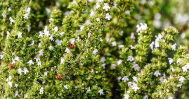 Jedrea de verano (Satureja hortensis)