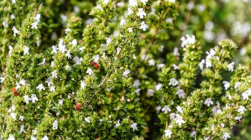 Jedrea de verano (Satureja hortensis)