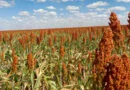 Sorgo