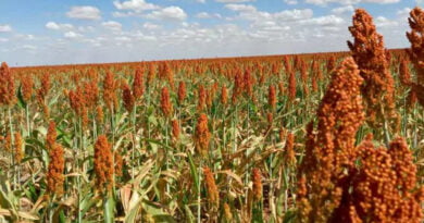 Sorgo