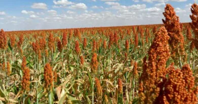 Sorgo