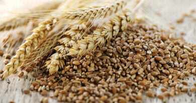 Triticale