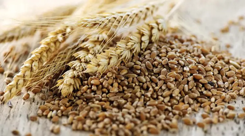 Triticale