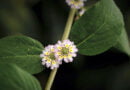 Koseret (Lippia abyssinica)