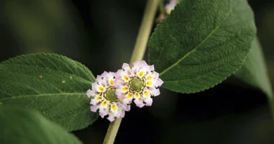 Koseret (Lippia abyssinica)