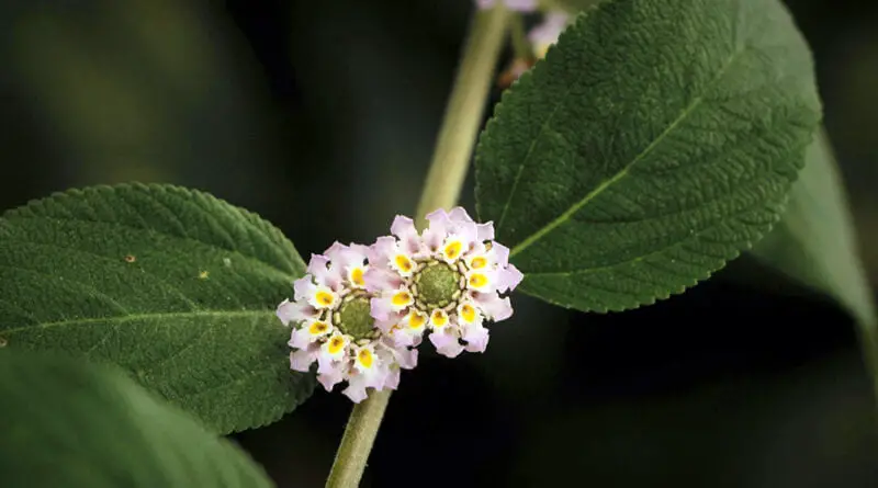 Koseret (Lippia abyssinica)