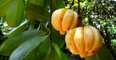 Kudum Puli (Garcinia gummi-gutta)