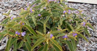 Kutjura (Solanum centrale)