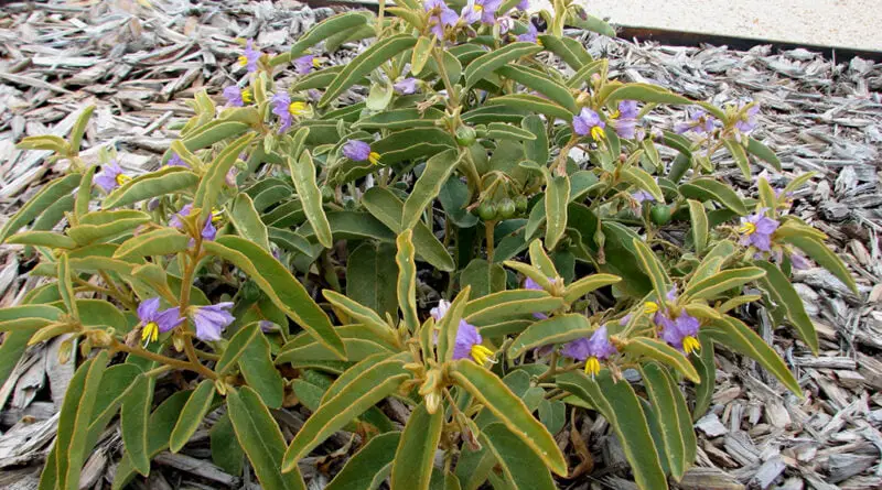 Kutjura (Solanum centrale)