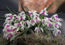 Leptotes bicolor