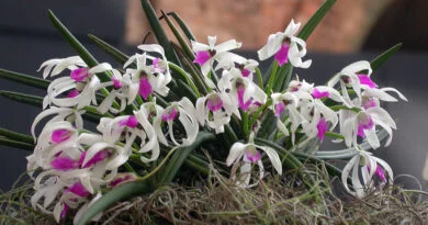 Leptotes bicolor