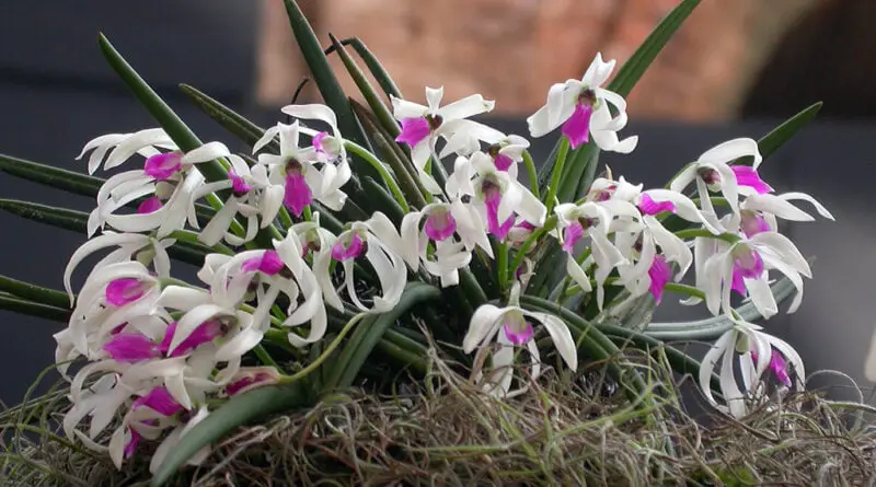 Leptotes bicolor