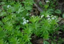 Maestro, mastranzo (Galium odoratum)