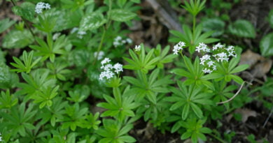 Maestro, mastranzo (Galium odoratum)