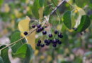 Mahleb, mahalepi, cereza de Santa Lucía (Prunus mahaleb)