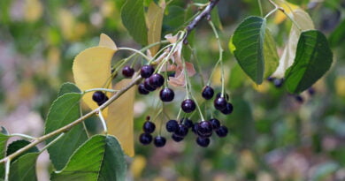 Mahleb, mahalepi, cereza de Santa Lucía (Prunus mahaleb)