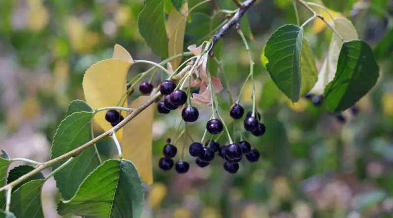 Mahleb, mahalepi, cereza de Santa Lucía (Prunus mahaleb)