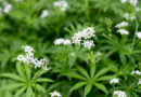 Masterwort (Galium odoratum)