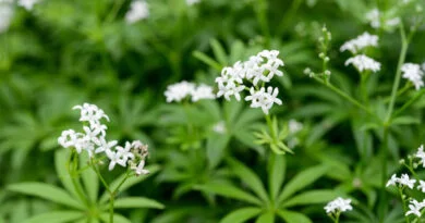 Masterwort (Galium odoratum)