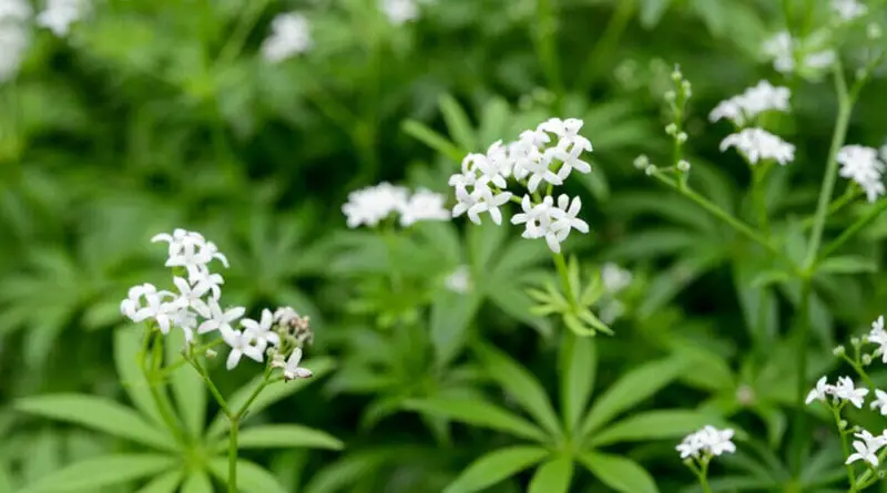 Masterwort (Galium odoratum)