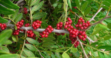 Mastique (Pistacia lentiscus)