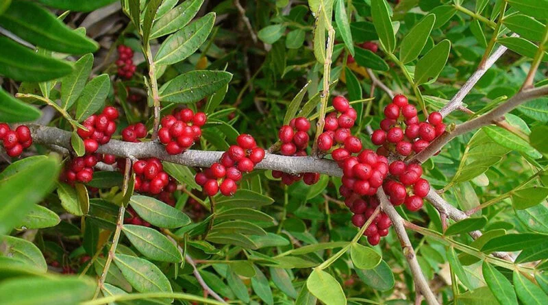 Mastique (Pistacia lentiscus)