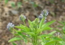 Meliloto, meliloto azul (Trigonella caerulea)