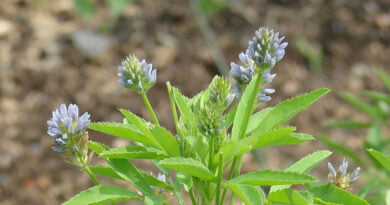 Meliloto, meliloto azul (Trigonella caerulea)