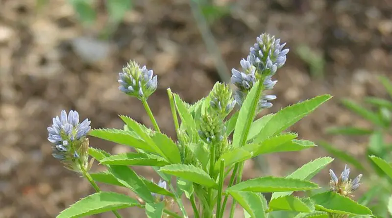 Meliloto, meliloto azul (Trigonella caerulea)