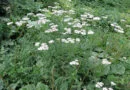 Milenrama (Achillea millefolium)